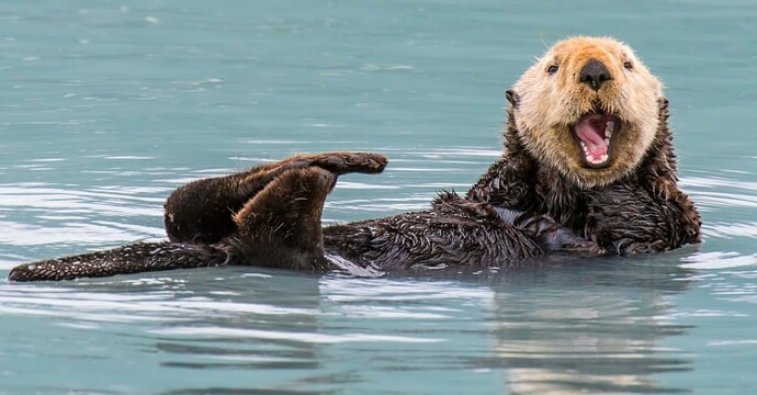 sea-otter-1